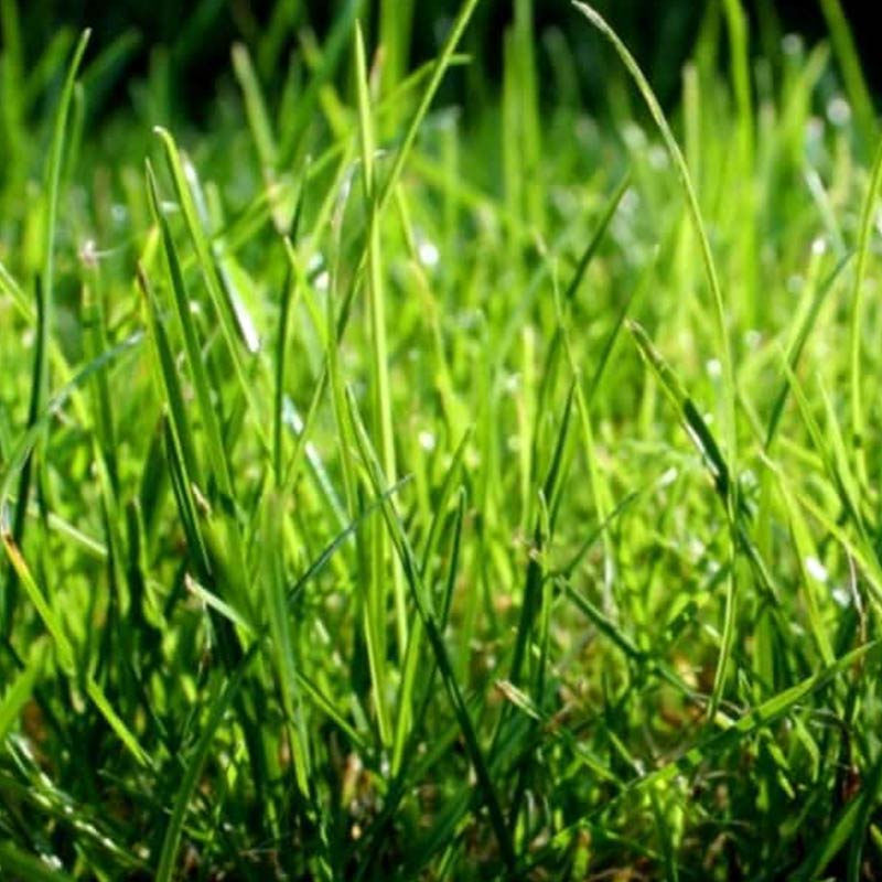 how to establish grass in arid poor soils