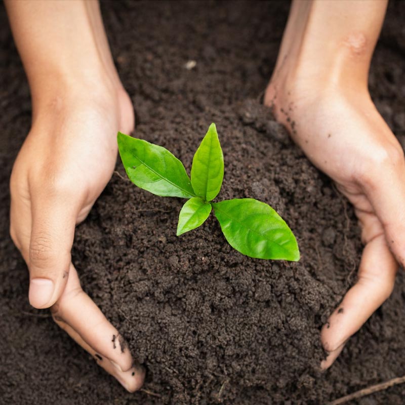 how to remediate herbicide and chemical residue on plants and in soilhow to remediate salt and hydrocarbon contaminated soil