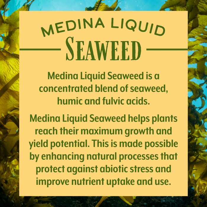 Liquid Seaweed - Image 2